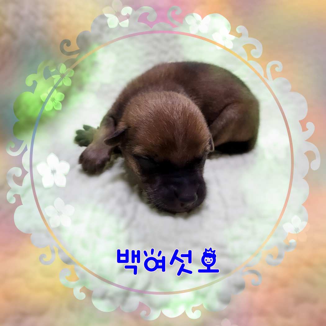 군산유기동물보호센터_445467202301625