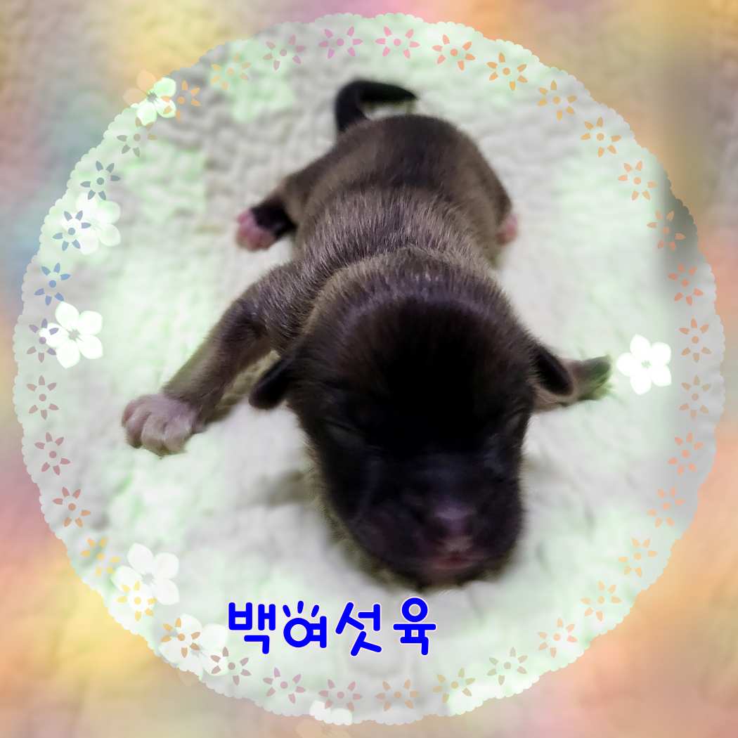 군산유기동물보호센터_445467202301626