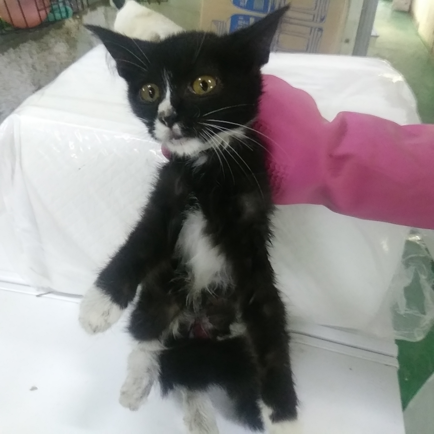 인천광역시수의사회_428351202300634