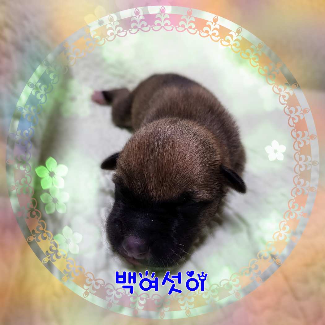 군산유기동물보호센터_445467202301622