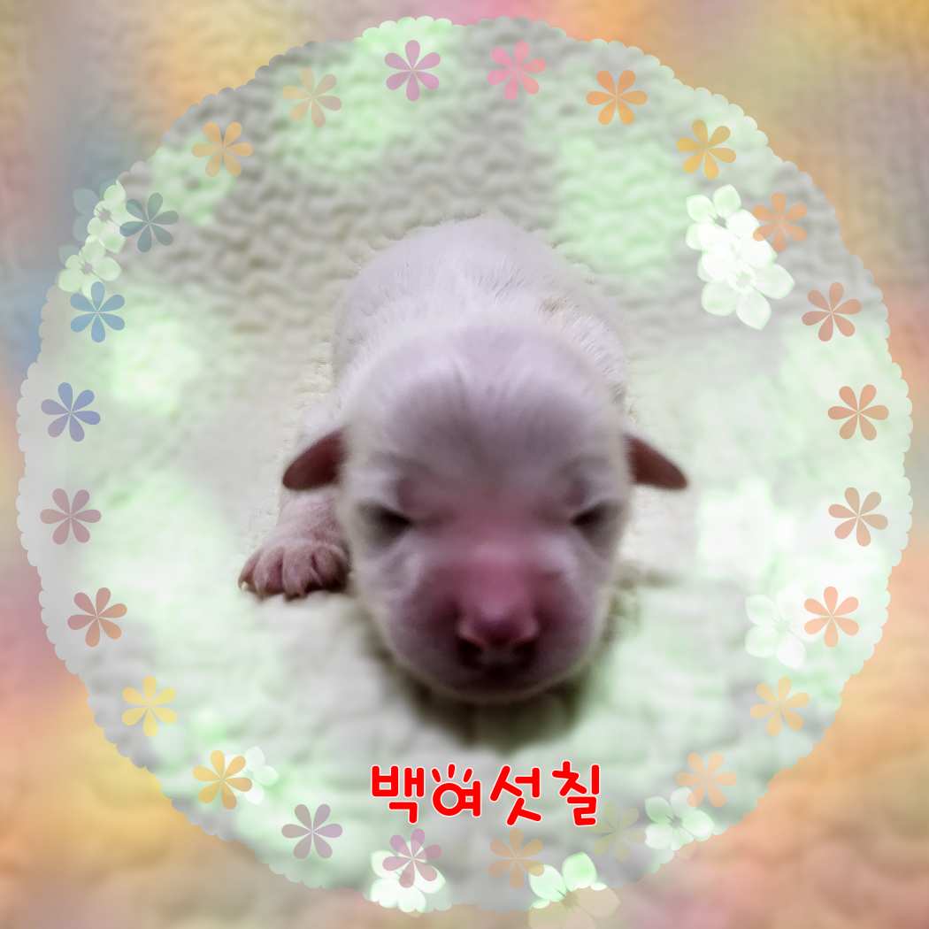 군산유기동물보호센터_445467202301627