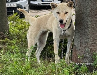 울산유기동물보호센터_431373202300888