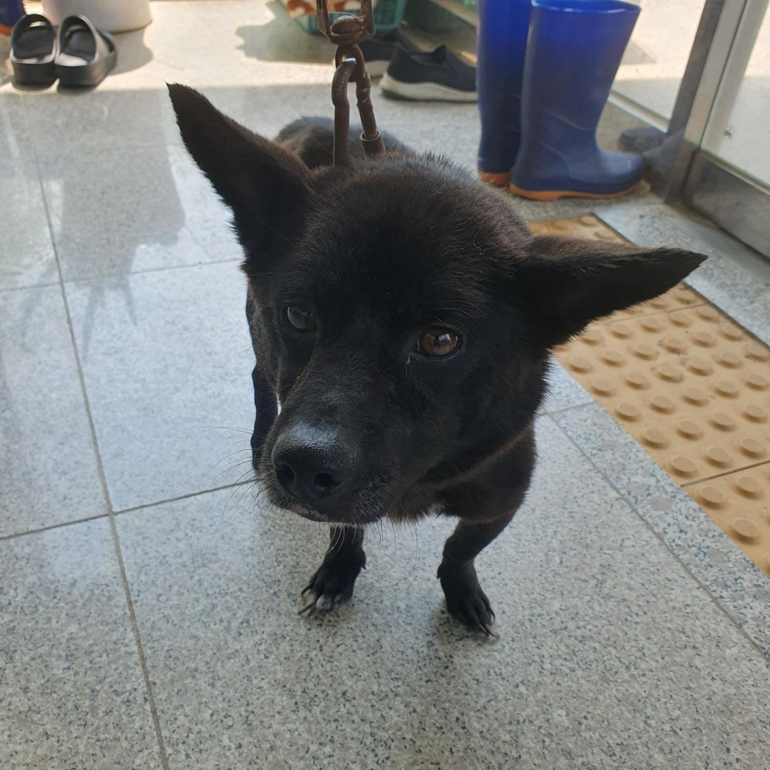 구미시 동물보호센터_447508202300828