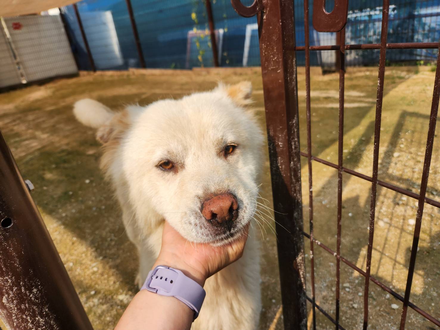 한국야생동물보호협회_441383202300478