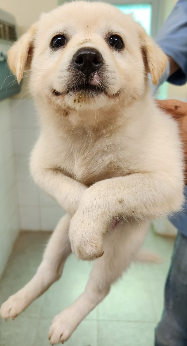 하동군유기동물보호소_448544202300292