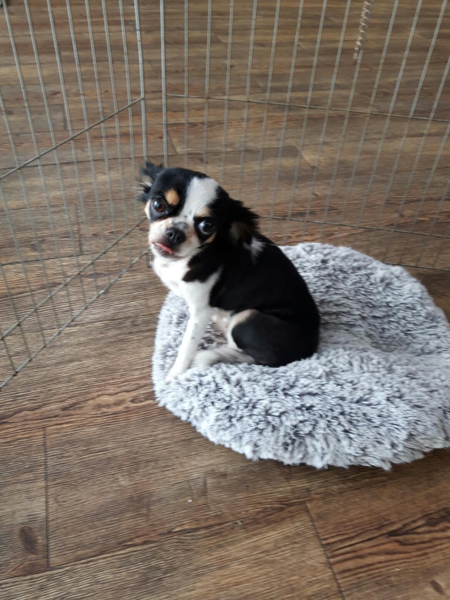 강남동물병원_431370202300753