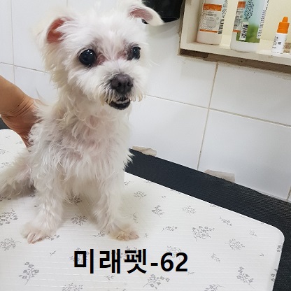 미래펫동물병원_431370202300754