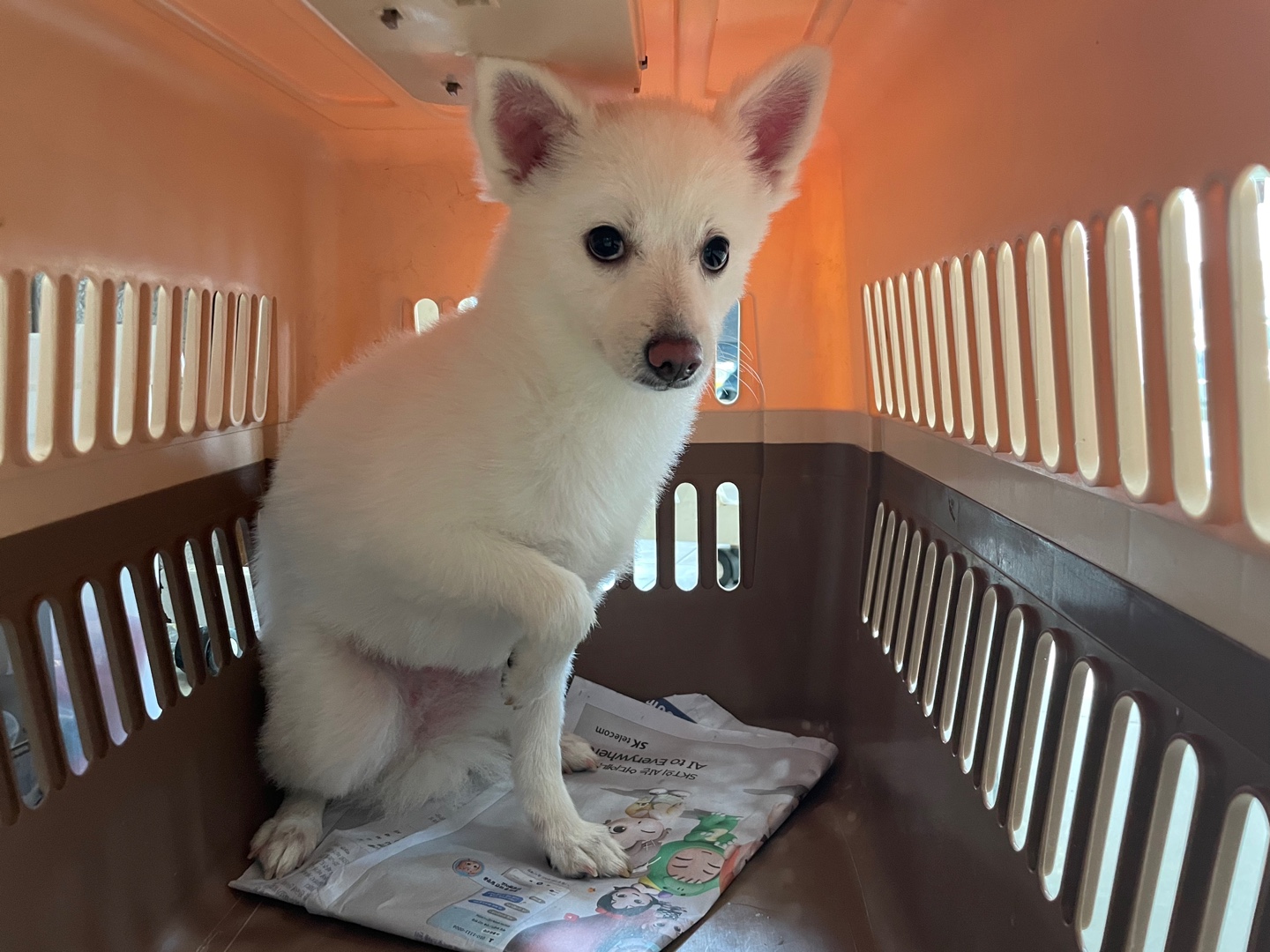 가정동물병원_428356202301314