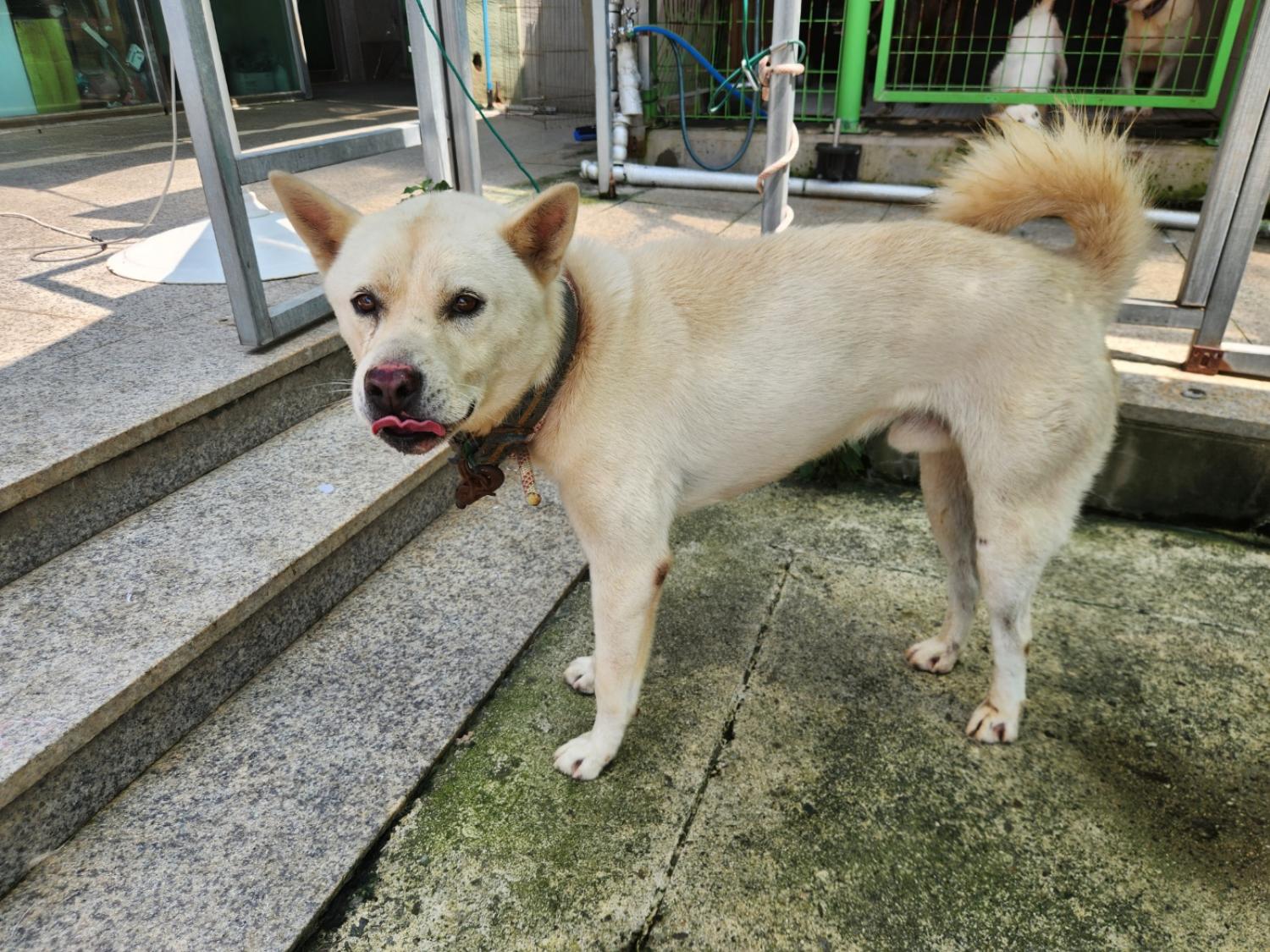 광주 동물보호소_429363202300738