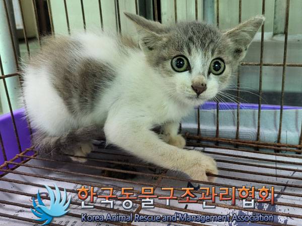 한국동물구조관리협회_441560202300978