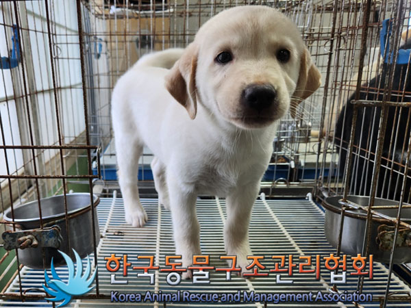 한국동물구조관리협회_441559202300840