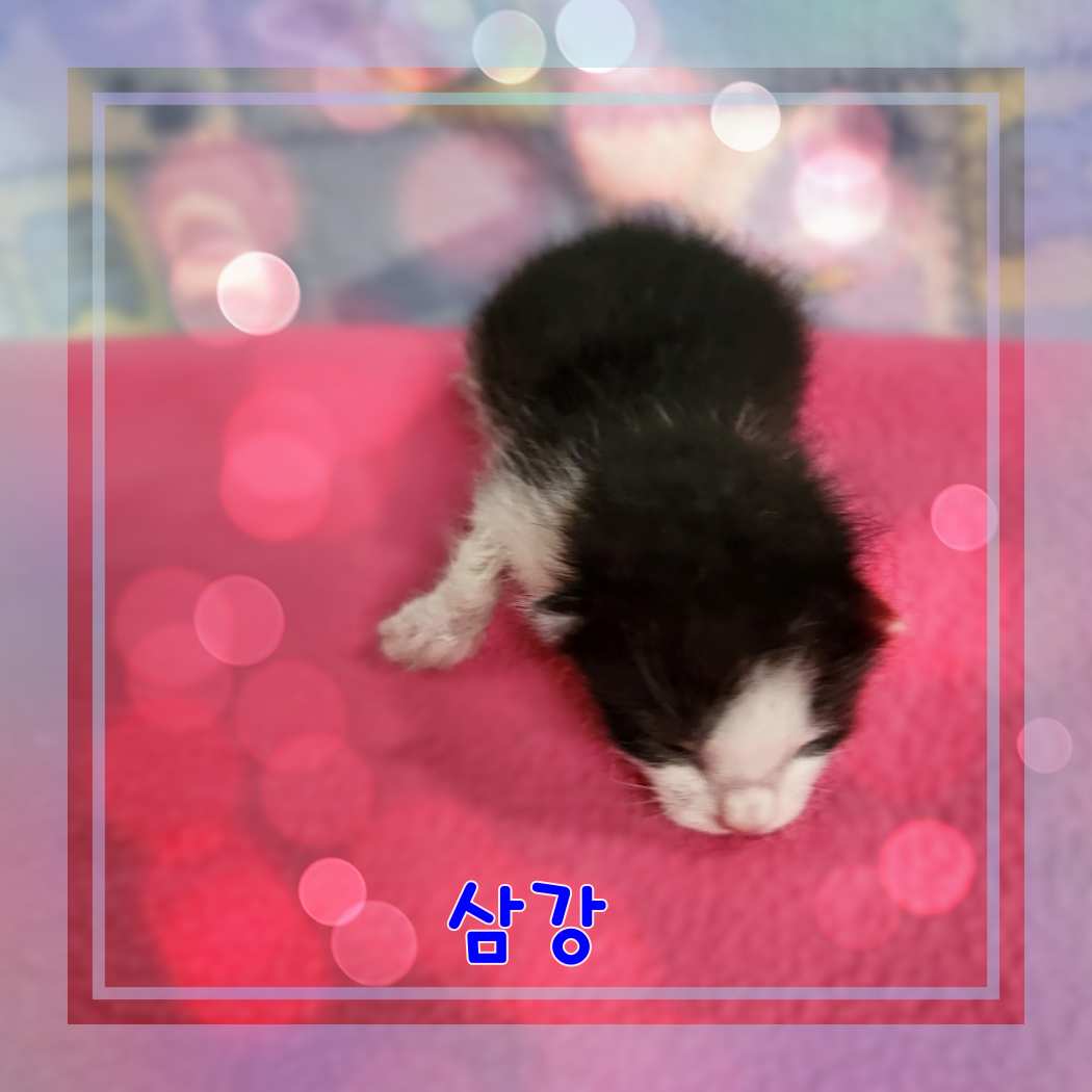 [고양이] 믹스묘 전북-군산-2023-01046 유기동물 배경 이미지 입니다.