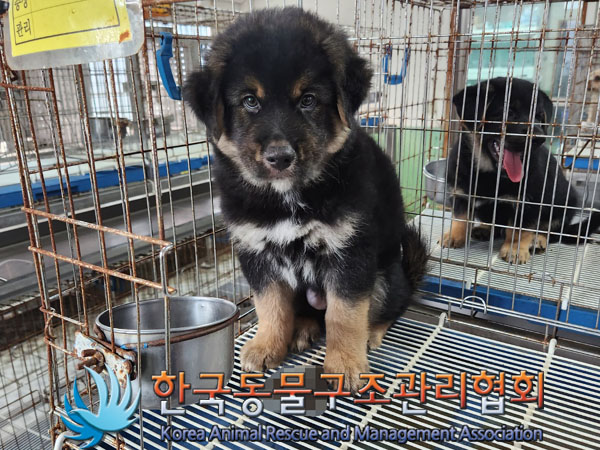 한국동물구조관리협회_441559202300841