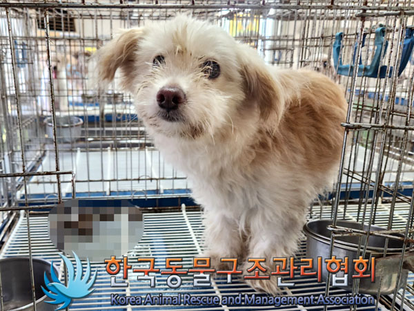 한국동물구조관리협회_411312202300502