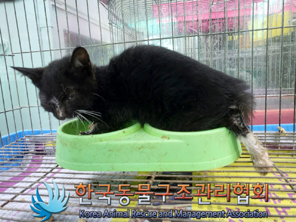 한국동물구조관리협회_411311202300634