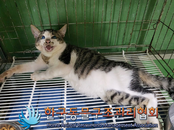 한국동물구조관리협회_441560202300975