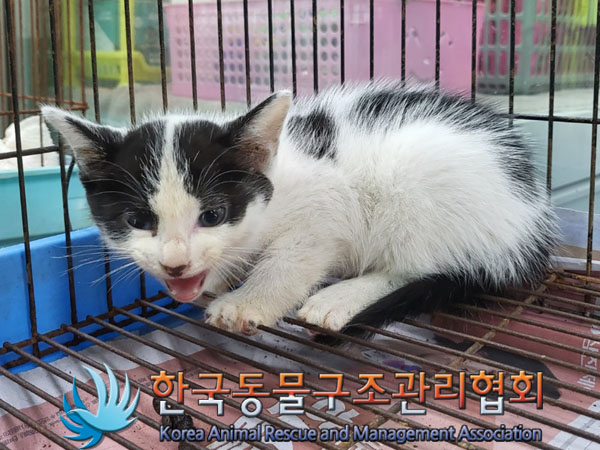 한국동물구조관리협회_441560202300977