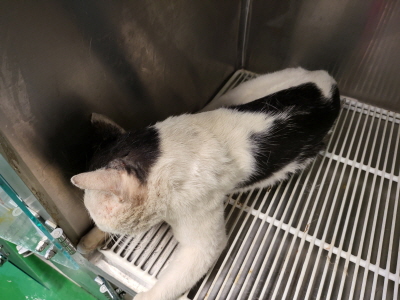 누리동물병원_426331202300260