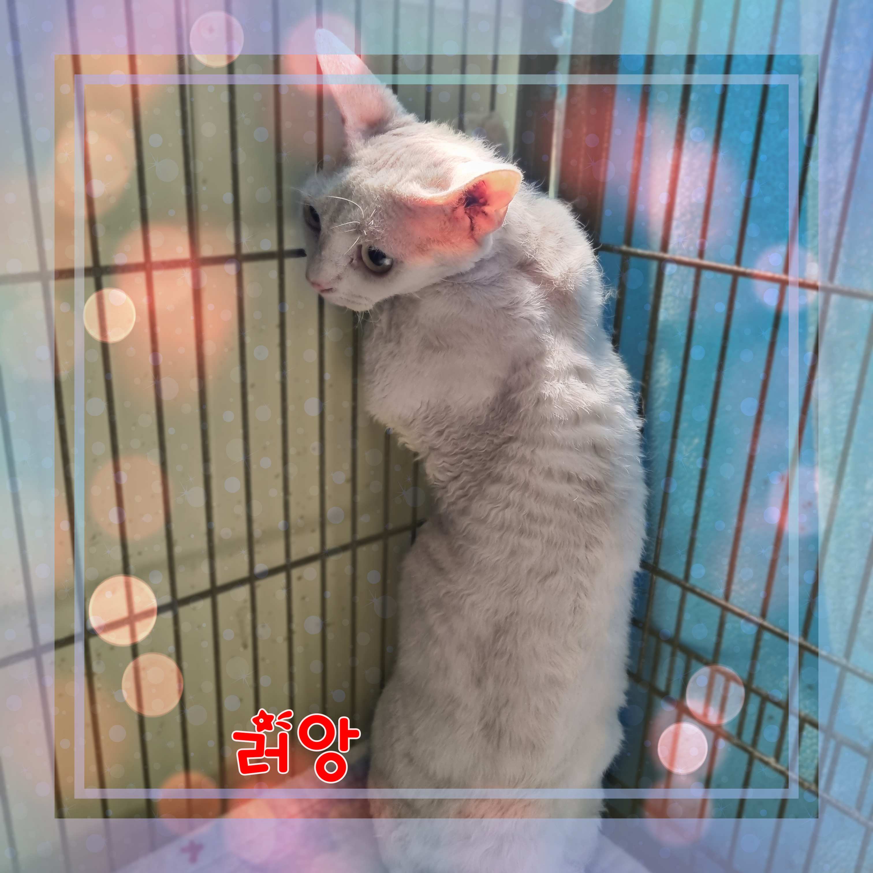 군산유기동물보호센터_445467202301634