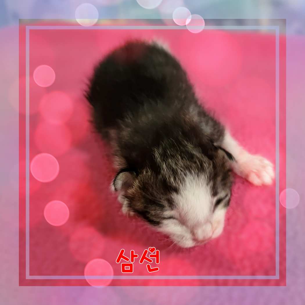 [고양이] 믹스묘 전북-군산-2023-01048 유기동물 배경 이미지 입니다.