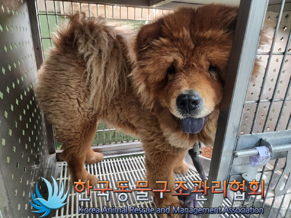 한국동물구조관리협회_441409202301276