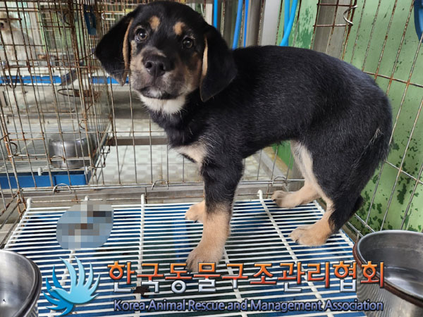 한국동물구조관리협회_441559202300842