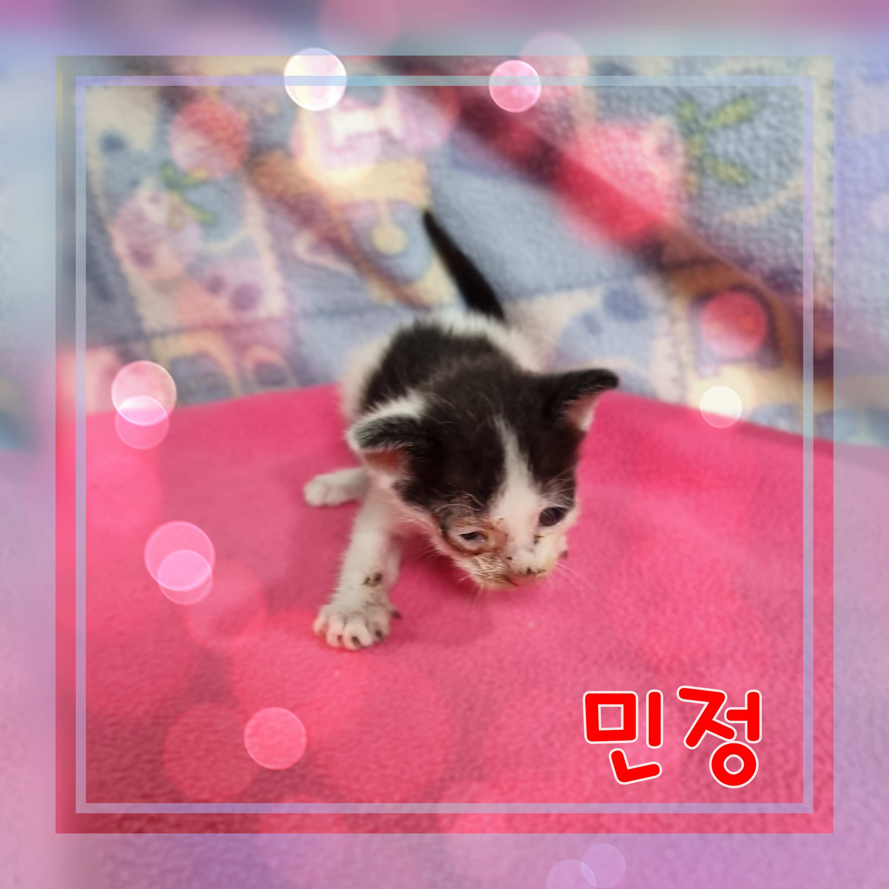 군산유기동물보호센터_445467202301635