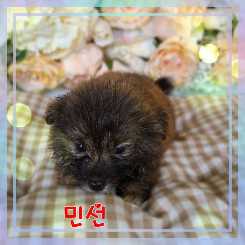 군산유기동물보호센터_445467202301641