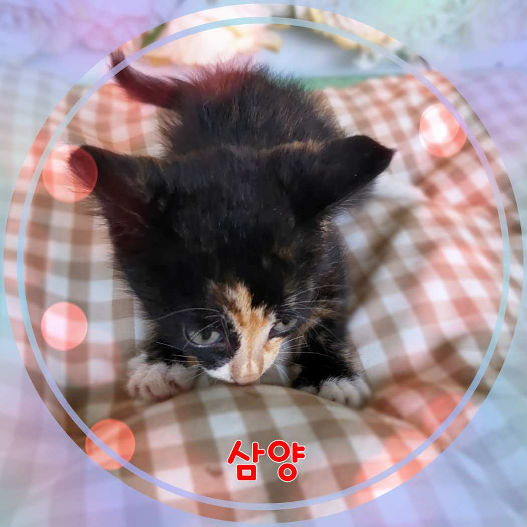 [고양이] 믹스묘 전북-군산-2023-01052 유기동물 배경 이미지 입니다.