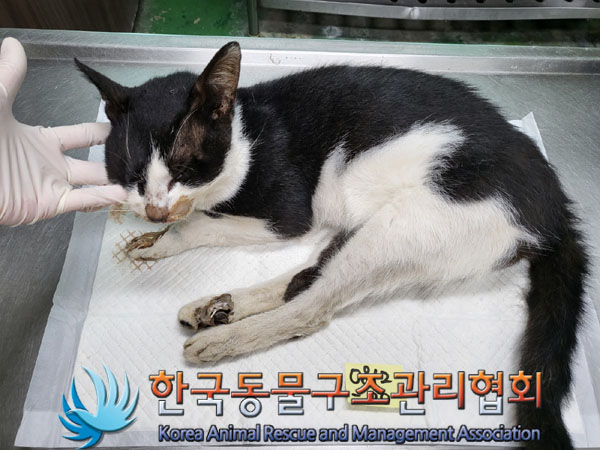 한국동물구조관리협회_441409202301277