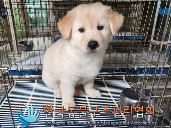 한국동물구조관리협회_441559202300843