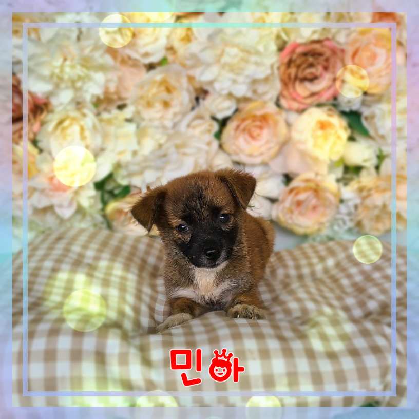 [개] 믹스견 전북-군산-2023-01051 유기동물 배경 이미지 입니다.