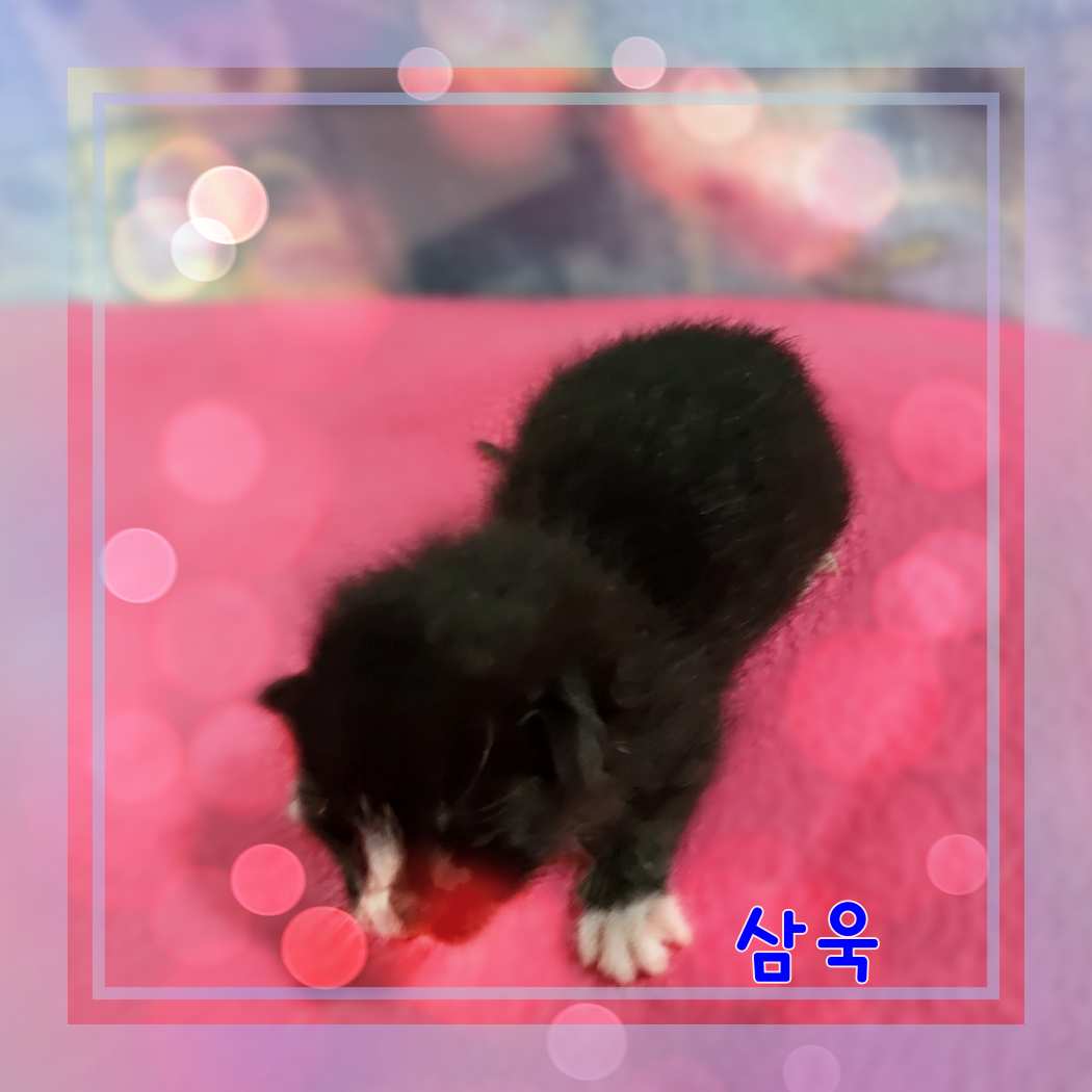 [고양이] 믹스묘 전북-군산-2023-01047 유기동물 배경 이미지 입니다.