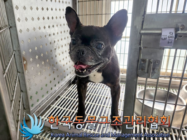한국동물구조관리협회_411323202300756