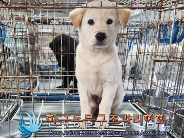 한국동물구조관리협회_441382202300534