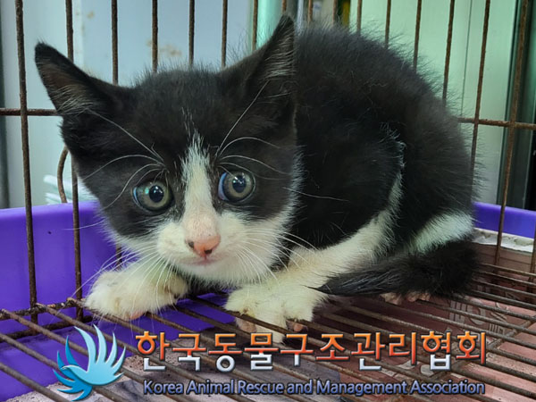 한국동물구조관리협회_411323202300758
