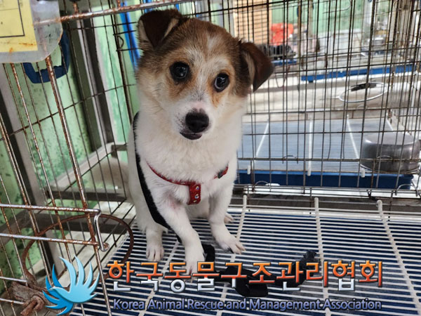 한국동물구조관리협회_411310202300356