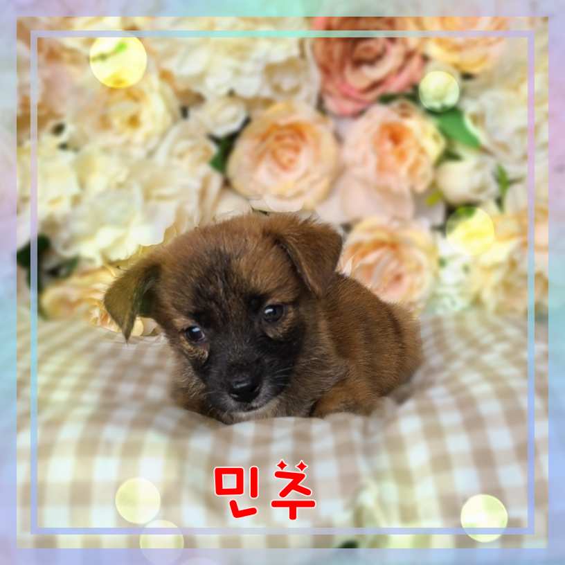 군산유기동물보호센터_445467202301640