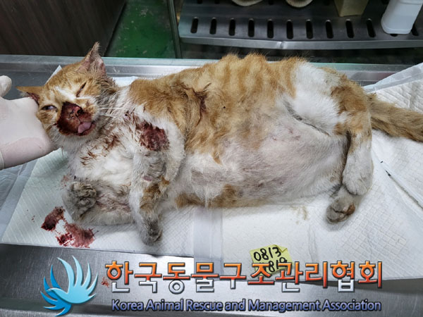 한국동물구조관리협회_411303202300384