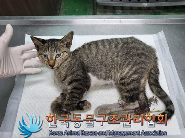 한국동물구조관리협회_411311202300635