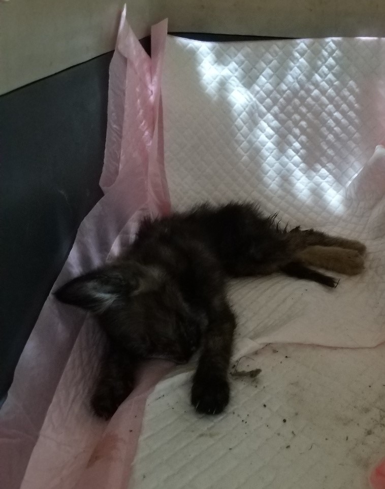 부산동물보호센터_426332202300435