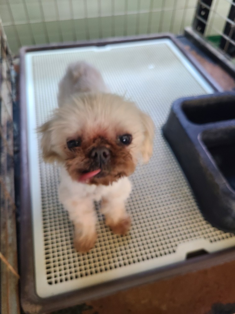 거창유기동물보호센터_448547202300771