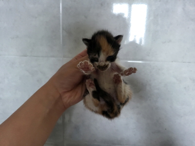누리동물병원_426330202300346