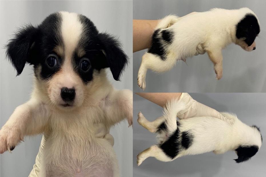 서산시 동물보호센터_444453202300667