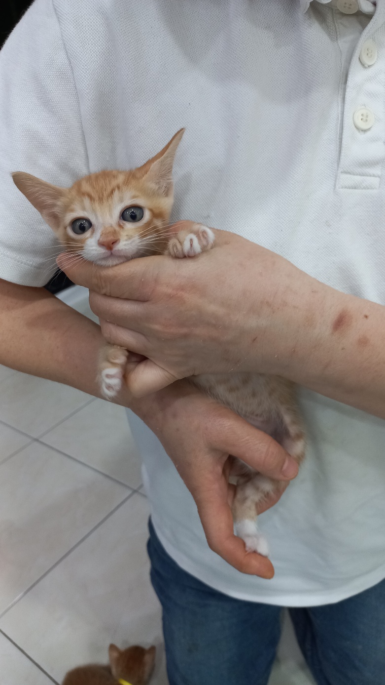 멘토동물병원_427346202300947