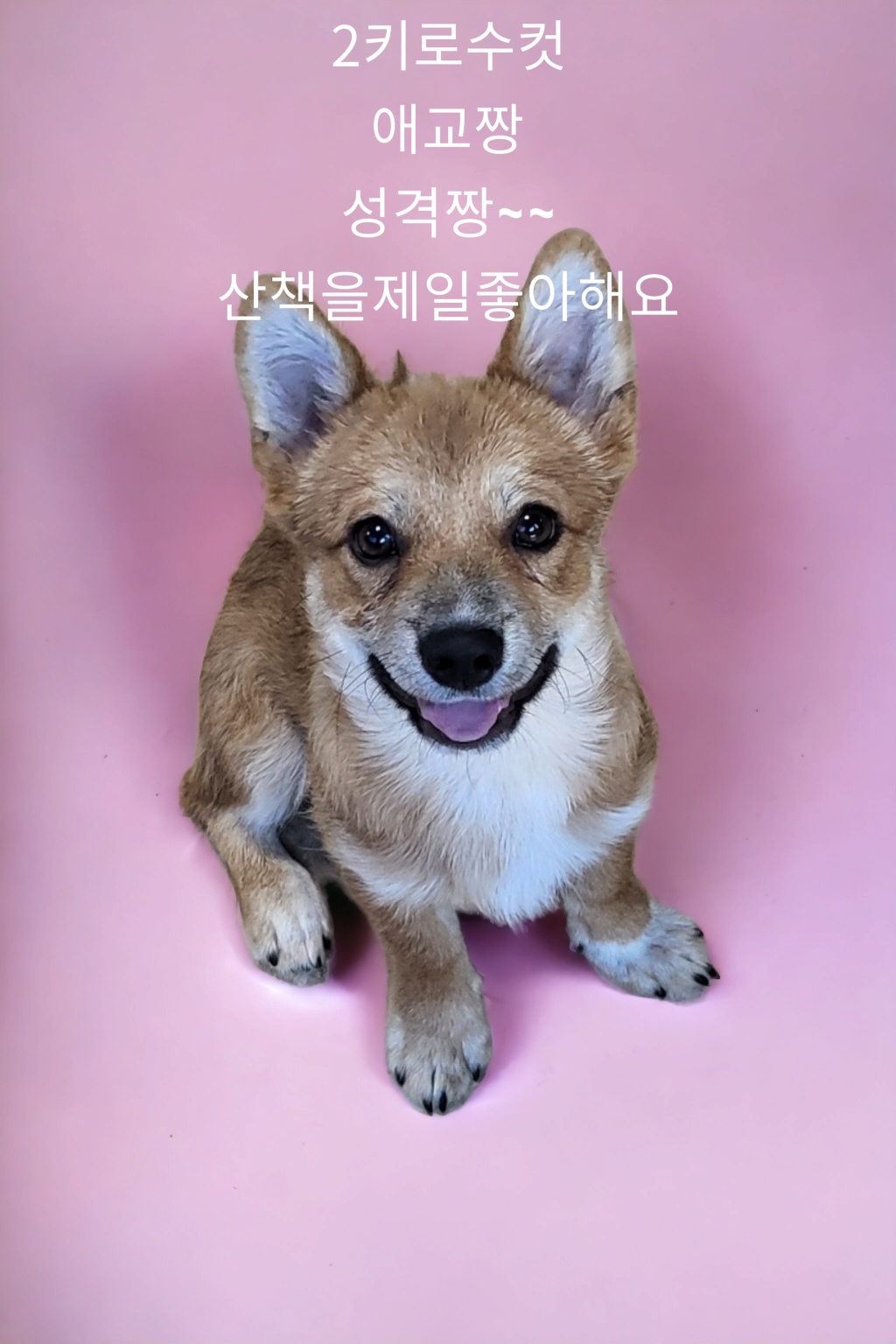 성주유기동물보호센터_447521202300284