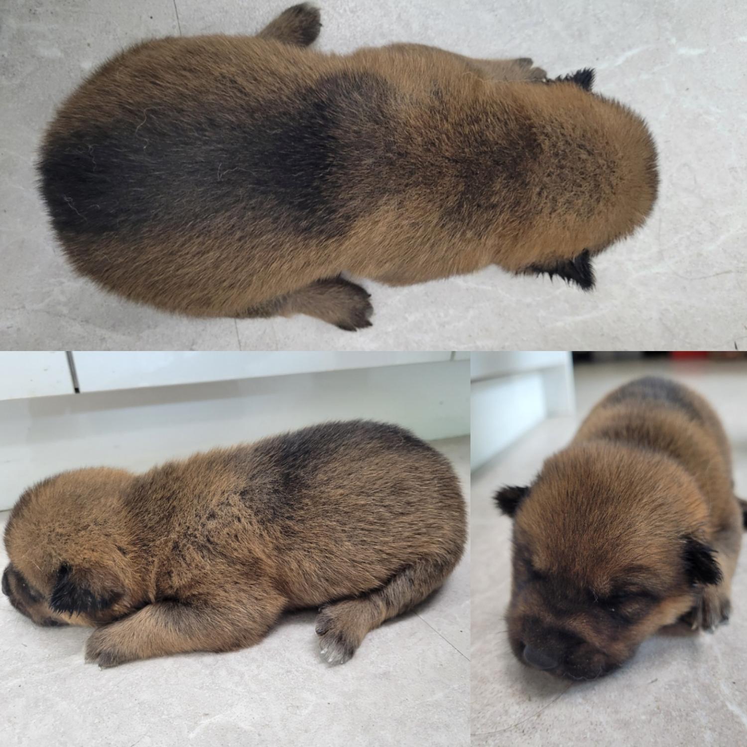 논산시 동물보호센터_444454202300674