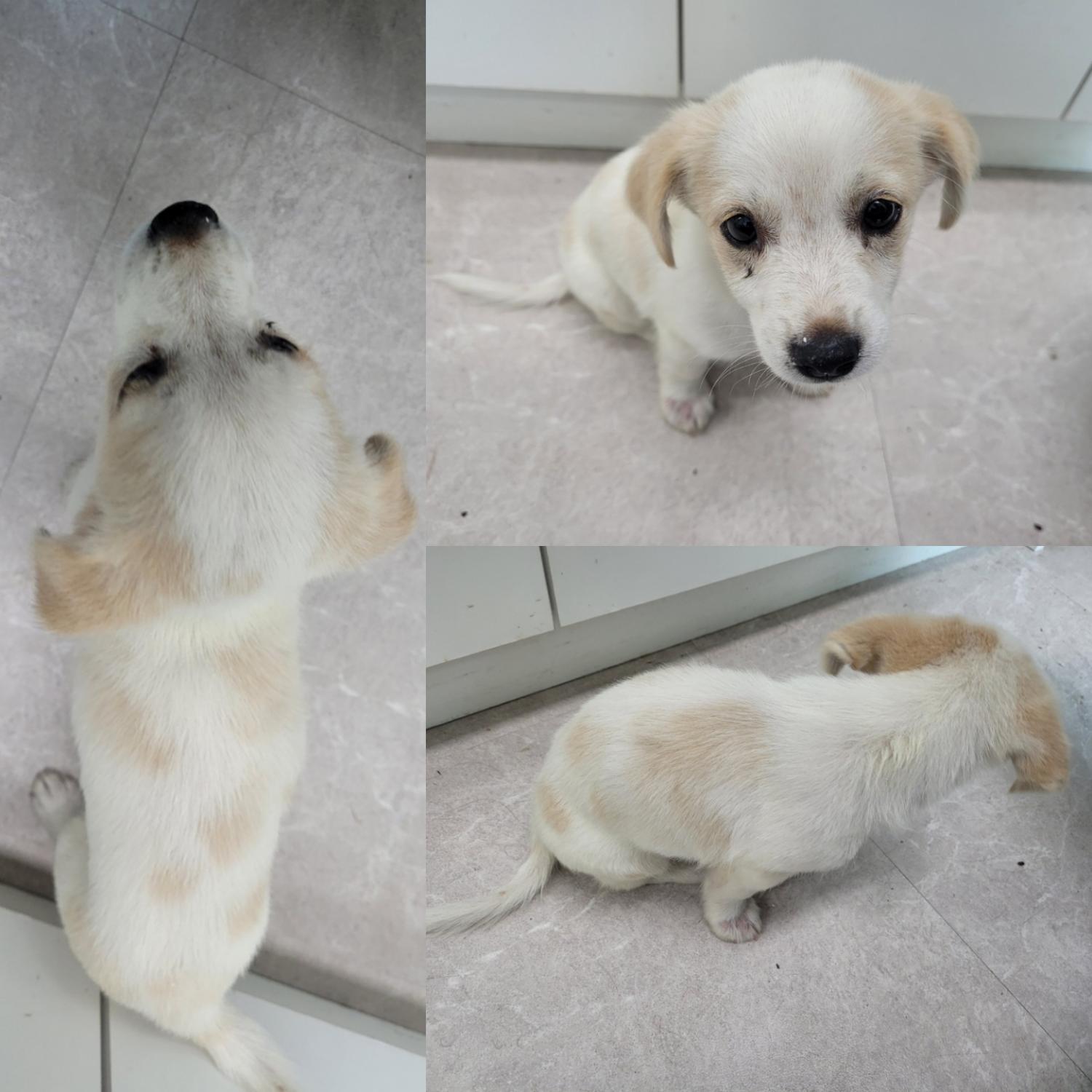 논산시 동물보호센터_444454202300675