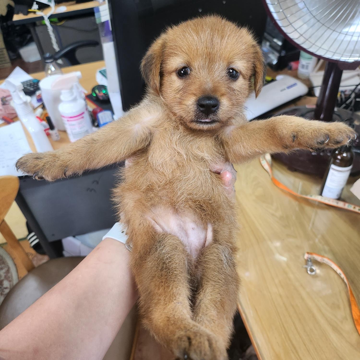 울산유기동물보호센터_431373202300890
