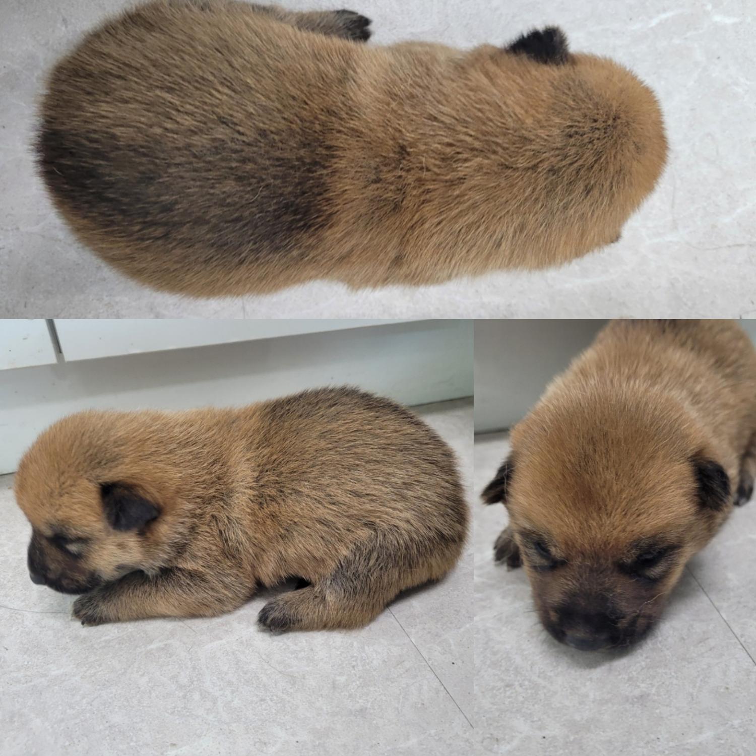 논산시 동물보호센터_444454202300673